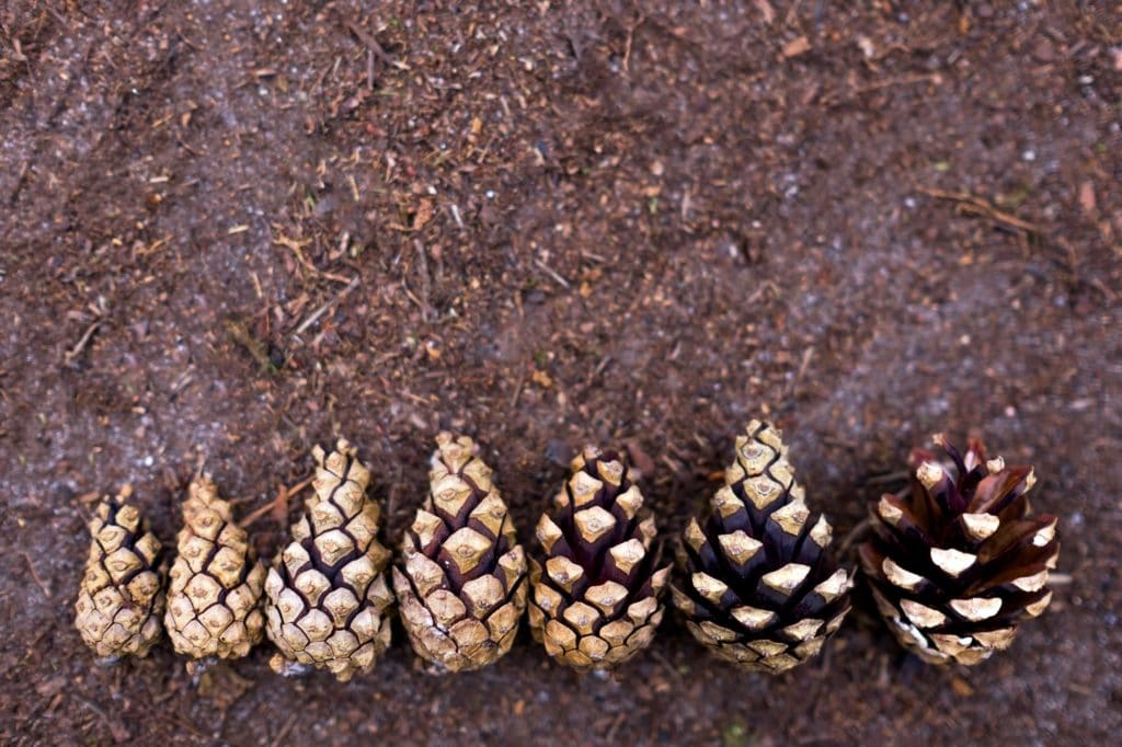 Pine cones lined up in ascending order.